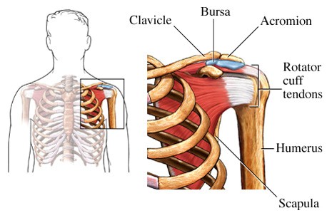 shoulder joint pain bsr simon